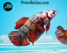 Load image into Gallery viewer, Candy Koi Giant Halfmoon Plakat Male