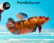 Load image into Gallery viewer, Candy Koi Giant Halfmoon Plakat Female