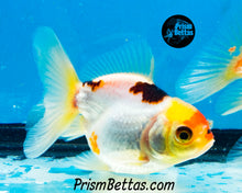 Load image into Gallery viewer, Lemonhead Tricolor Oranda (3.25+ inches nose to tail)