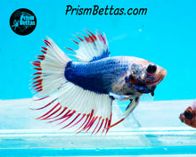 Load image into Gallery viewer, Marble Crowntail Female