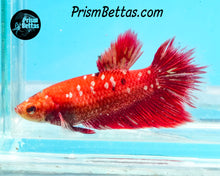 Load image into Gallery viewer, Galaxy Koi Halfmoon Female