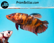 Load image into Gallery viewer, Candy Koi Giant Halfmoon Plakat Female