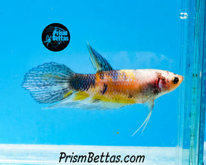 Marble Veiltail Female