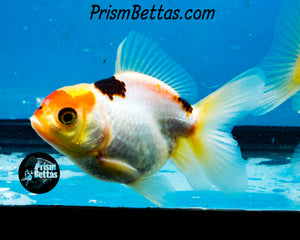 Lemonhead Tricolor Oranda (3.25+ inches nose to tail)