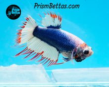Load image into Gallery viewer, Marble Crowntail Female