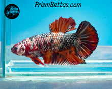 Load image into Gallery viewer, Candy Koi Giant Halfmoon Plakat Male