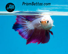 Load image into Gallery viewer, Pink Marble Halfmoon Female