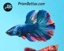 Load image into Gallery viewer, Rainbow Marble Halfmoon Male