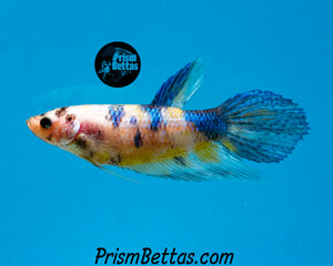 Marble Veiltail Female