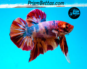 Rainbow Marble Giant Halfmoon Plakat Male