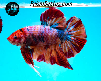 Rainbow Marble Giant Halfmoon Plakat Male