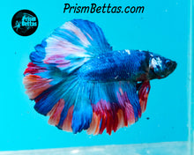 Load image into Gallery viewer, Rainbow Marble Halfmoon Male