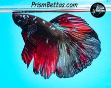 Load image into Gallery viewer, Red Devil Galaxy Halfmoon Male