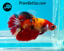 Load image into Gallery viewer, Candy Koi Halfmoon Female