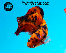 Load image into Gallery viewer, Candy Koi Giant Halfmoon Plakat Female