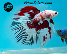 Load image into Gallery viewer, Marble Halfmoon Male