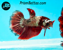 Load image into Gallery viewer, Copper Marble Halfmoon Female
