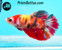 Load image into Gallery viewer, Candy Koi Halfmoon Female