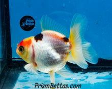 Load image into Gallery viewer, Lemonhead Tricolor Oranda (3.25+ inches nose to tail)