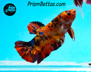 Candy Koi Giant Halfmoon Plakat Female