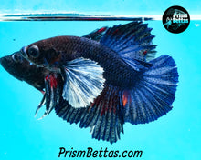 Load image into Gallery viewer, Blue Dumbo Halfmoon Plakat Male