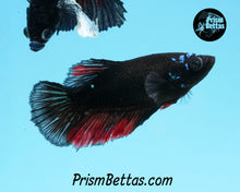 Load image into Gallery viewer, Red Devil Halfmoon Female