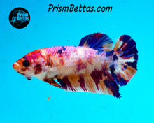 Load image into Gallery viewer, Rainbow Marble Giant Halfmoon Plakat Female