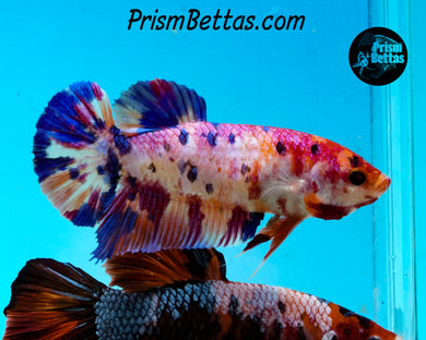 Rainbow Marble Giant Halfmoon Plakat Female