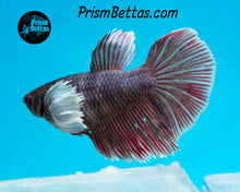 Load image into Gallery viewer, Purple Dumbo Halfmoon Female
