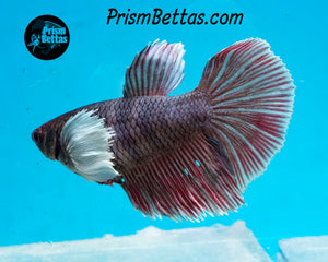 Purple Dumbo Halfmoon Female