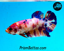 Load image into Gallery viewer, Rainbow Marble Giant Halfmoon Plakat Female