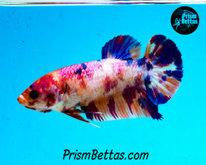 Rainbow Marble Giant Halfmoon Plakat Female