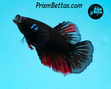 Load image into Gallery viewer, Red Devil Halfmoon Female