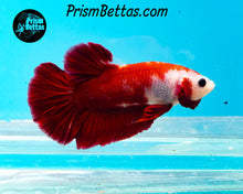 Load image into Gallery viewer, Red Koi Halfmoon Plakat Male