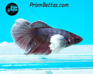 Purple Dumbo Halfmoon Female