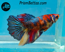 Load image into Gallery viewer, Candy Koi Halfmoon Female
