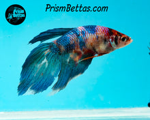 Load image into Gallery viewer, Marble Veiltail Female