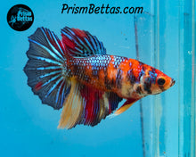 Load image into Gallery viewer, Candy Koi Halfmoon Female