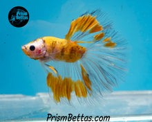 Load image into Gallery viewer, Yellow Marble Halfmoon Male