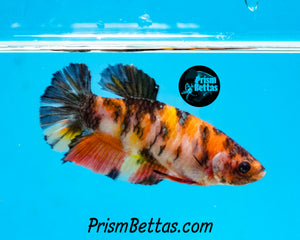 Candy Koi Halfmoon Plakat Female