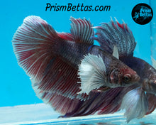 Load image into Gallery viewer, Purple Dumbo Halfmoon Female