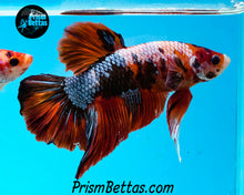 Load image into Gallery viewer, Rainbow Marble Halfmoon Plakat Male