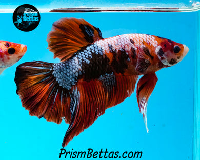 Rainbow Marble Halfmoon Plakat Male