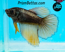 Load image into Gallery viewer, Gold Copper Halfmoon Female