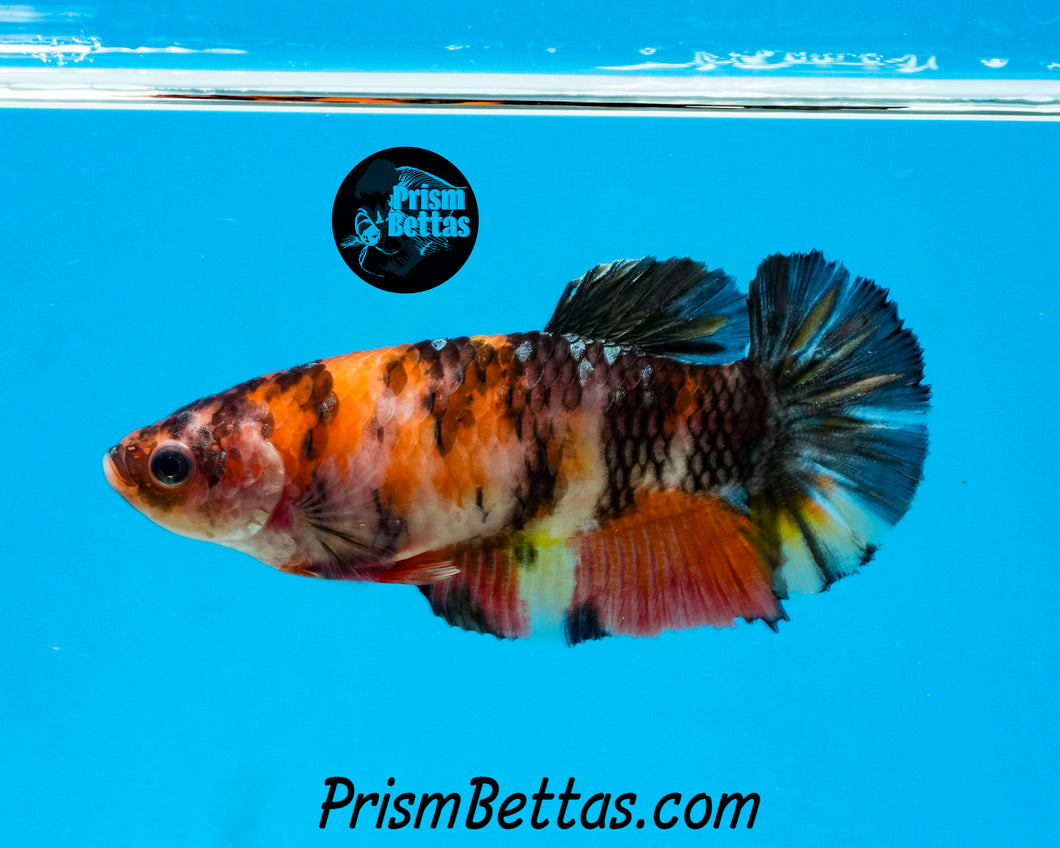 Candy Koi Halfmoon Plakat Female