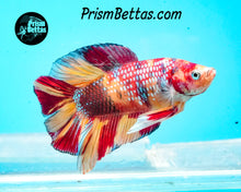 Load image into Gallery viewer, Candy Koi Doubletail Plakat Male