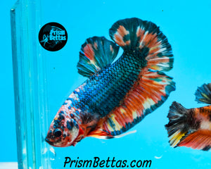 Rainbow Marble Halfmoon Plakat Male