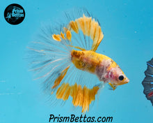 Load image into Gallery viewer, Yellow Marble Halfmoon Male