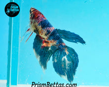 Load image into Gallery viewer, Marble Veiltail Female