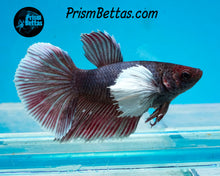 Load image into Gallery viewer, Purple Dumbo Halfmoon Female